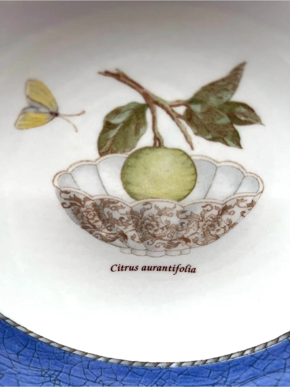 WEDGEWOOD Sarah's Garden Queensware Blue-rimmed Cereal/Soup Bowl 6.75 in. (D)